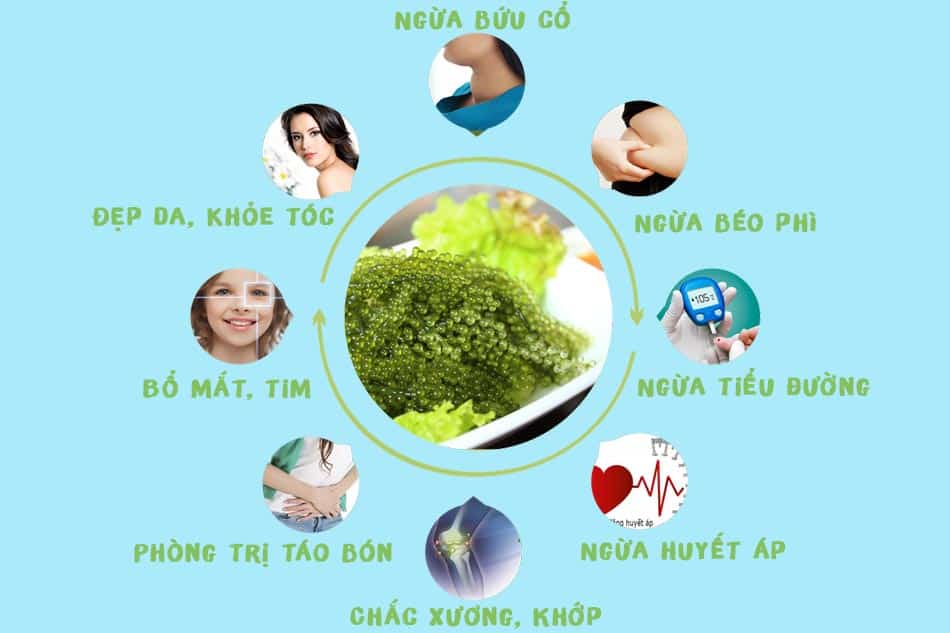 Tác dụng của Rong nho Sabudo